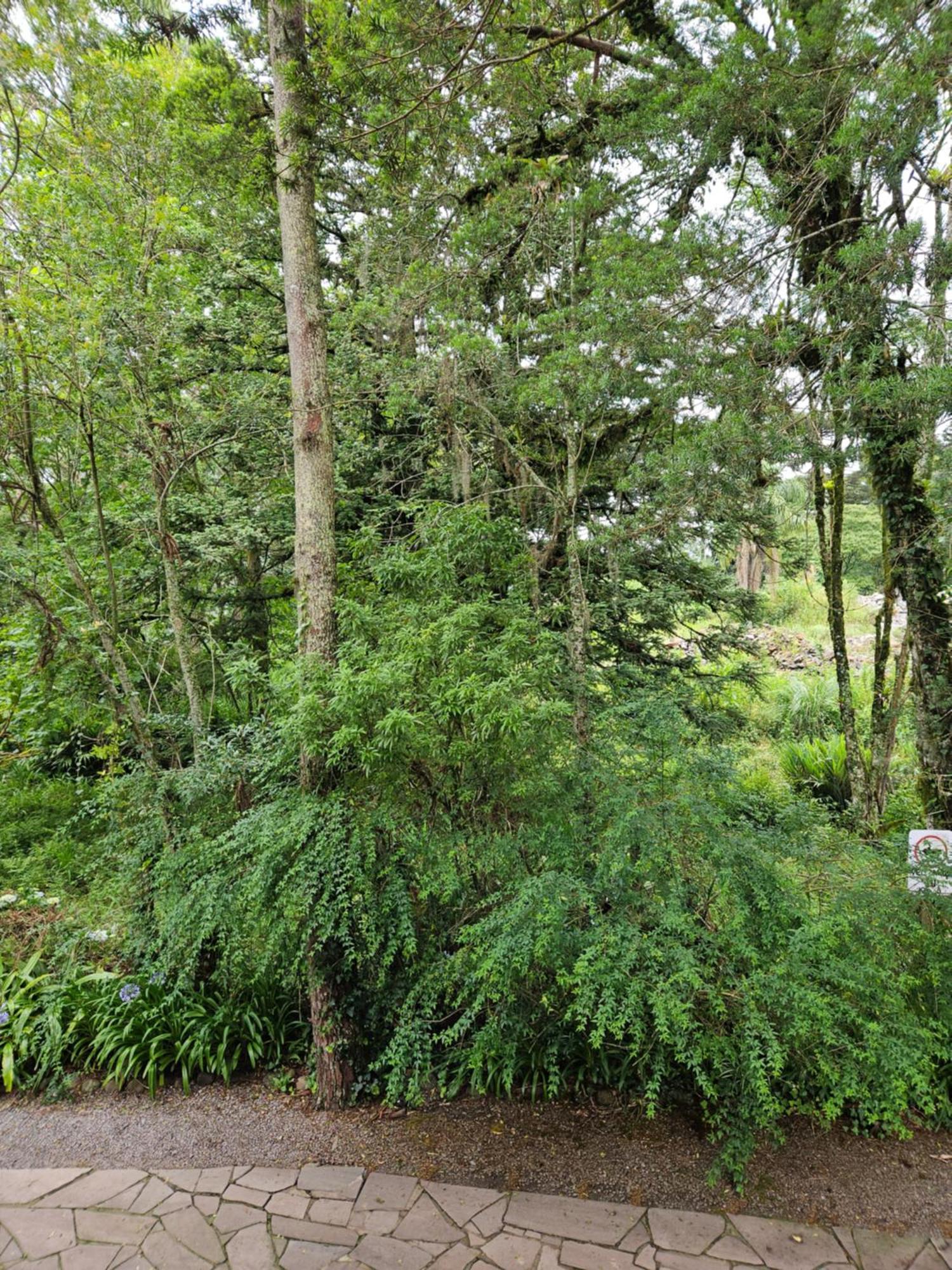 Cantinho Das Oliveiras. Gramado Bagian luar foto